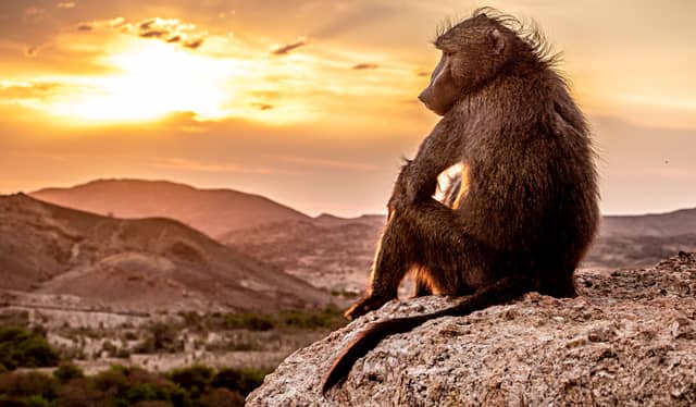 BBC Studios' factual and natural history unit creative director Mike Gunton spoke to t2 on nature's evolving relationship with humans